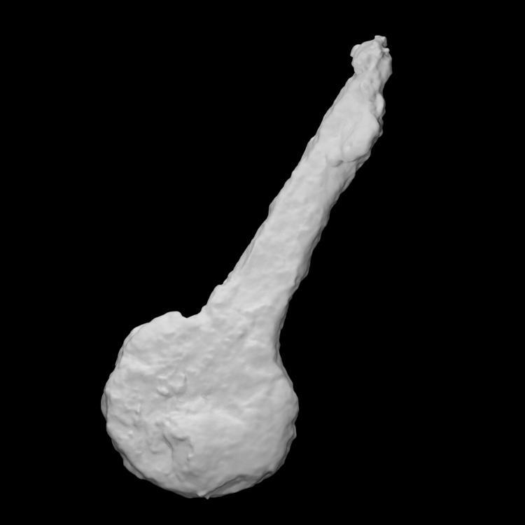 Possible Pinching tong fragment