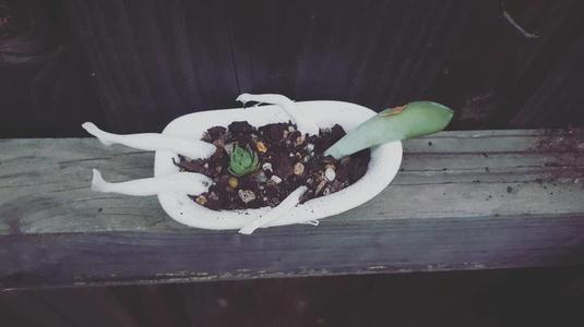 Bathtub Planter