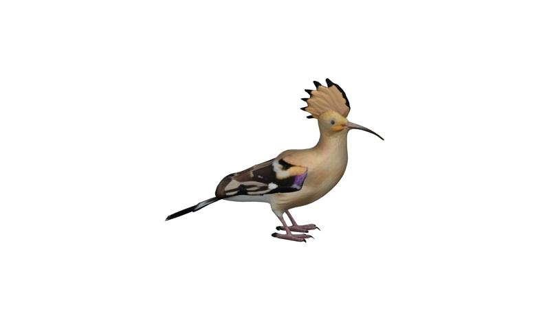 hoopoe bird