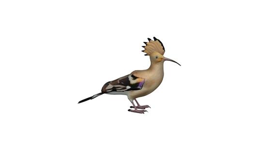 hoopoe bird