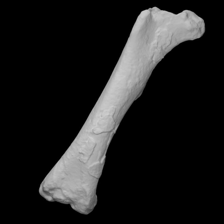 Chilesaurus diegosuarezi right femur