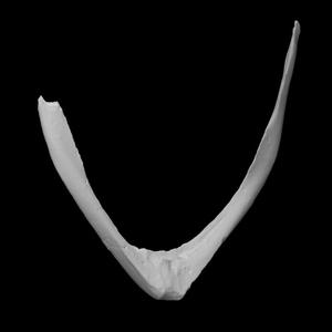 Pelagornis chilensis fúrcula