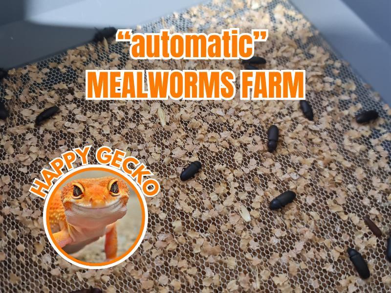 Reptile / Gecko - Mealworms Farm v.1