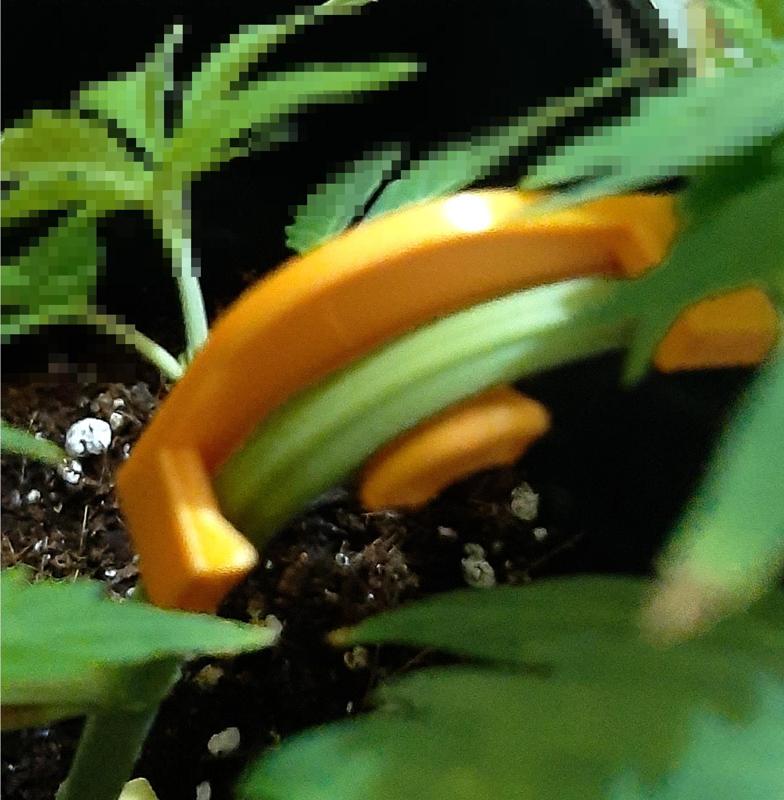 Branch cannabis tutor