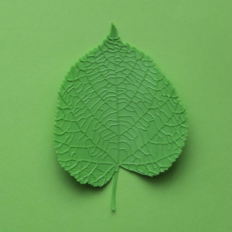 Tilia tree leaf (linden leaf)