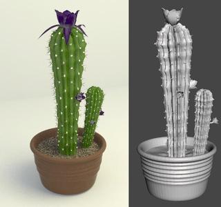 cactus