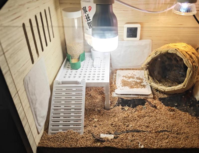 Silkie Chicken Feeder Platform