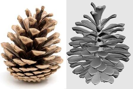pine cone