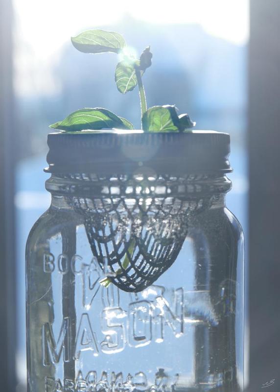 modular growing cups