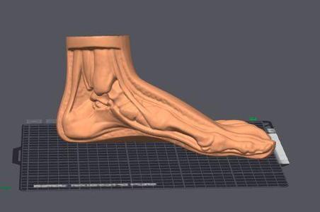 Anatomy of the Human Foot