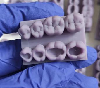 Dental Sculpture Training Model