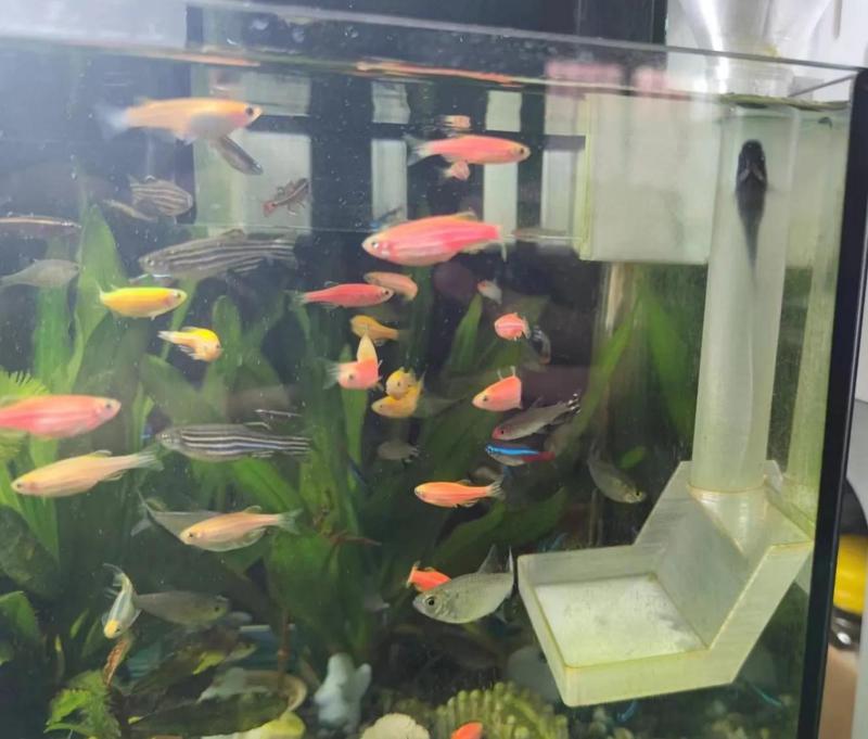 Fish Tank Feeder 2.0