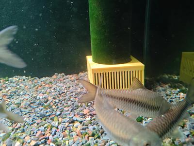 Triple Overflow Sand Trap Cover