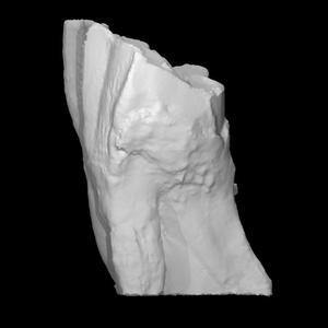 Camelops Upper Molar (VCU_3D_2881)