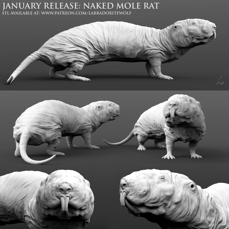 Naked Mole Rat