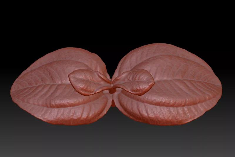 3D printing leaves STL leaves 3D Download Velvet tree leaves