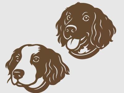 Springer Spaniel Portraits