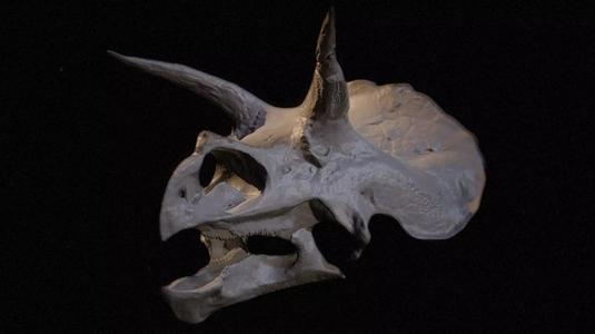 Triceratops Skull 3D Model High-Res Dinosaur Fossil Scan