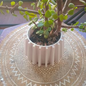 Flowerpot MaZ12