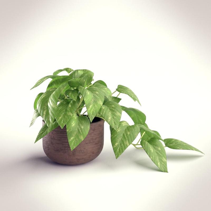 Indoor Plant In A Pot