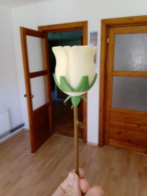 Svíticí růže