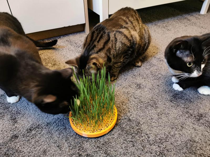 Cat Grass Planter