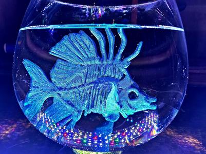 Angelfish Skeleton