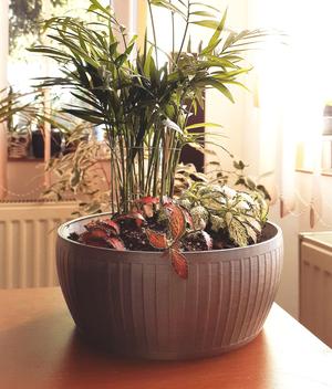 Wide plant pot, simple design