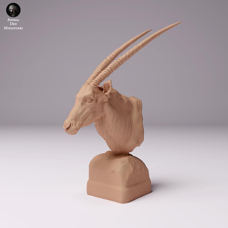 Gemsbok Bust