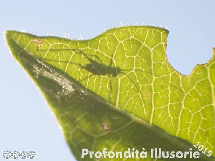 Olympus "Four Thirds" macro retro with Sony lens