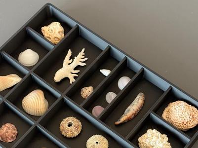 Type Case Display Art Jewellery Sea Shells