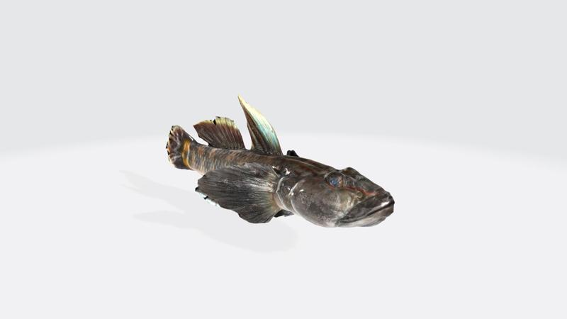 Freshwater Goby Blackhead Seabream Acanthopagrus Schlegelii marine Ray Finned Fish Belonging Family Sparidae SHARK DOLPHIN Orcinus orca RIVER OCEAN SEA Ctenogobius shufeldtti