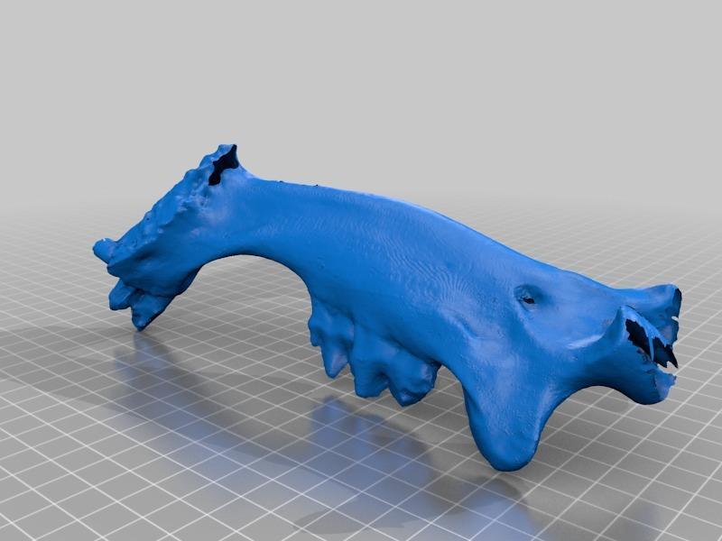 Subadult Sabertooth (Smilodon californicus) left mandible