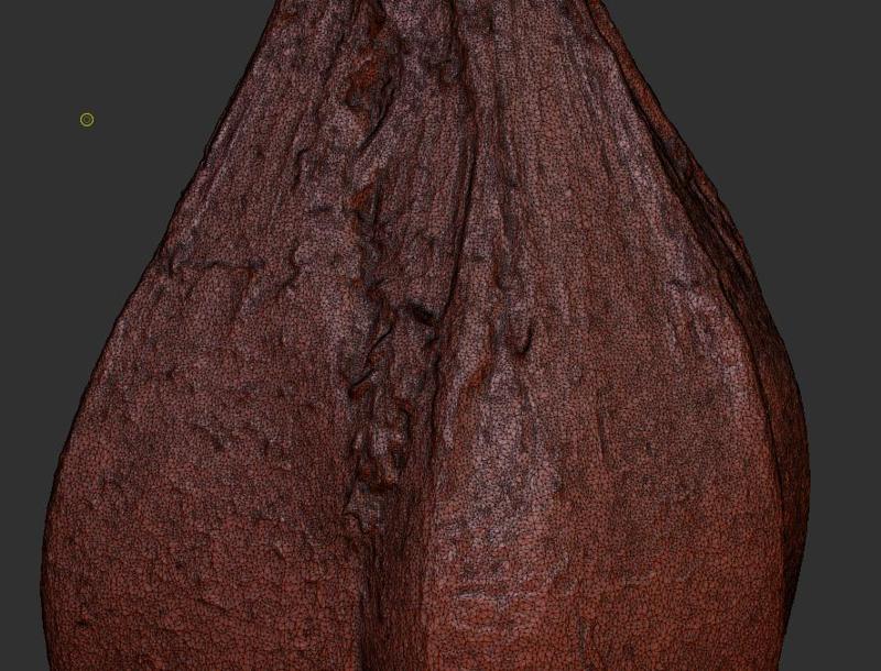 Plant seed specimens