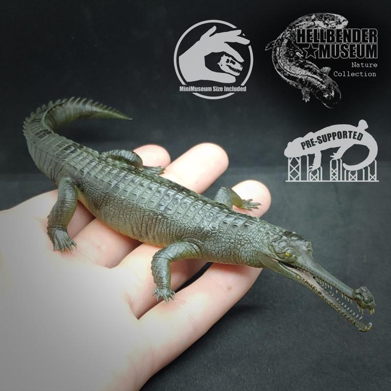 Indian Gharial Gavialis gangeticus Presupported