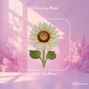 White Sunflower