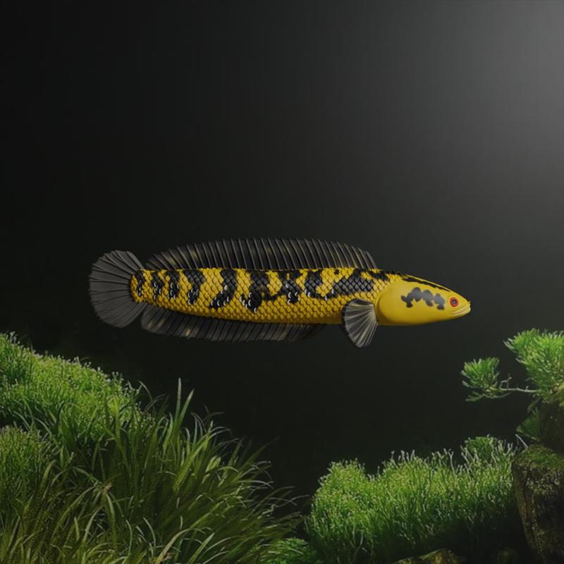 Channa Barca fish - Snake head fish