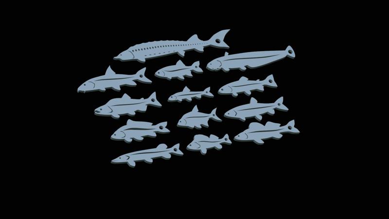 13x europe set of fish pendants / keychains