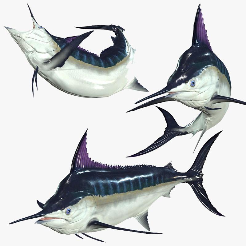 Download Swordfish SHARK Fish River water Rigged game ready 3D Model ANIMATED PRINTABLE 44