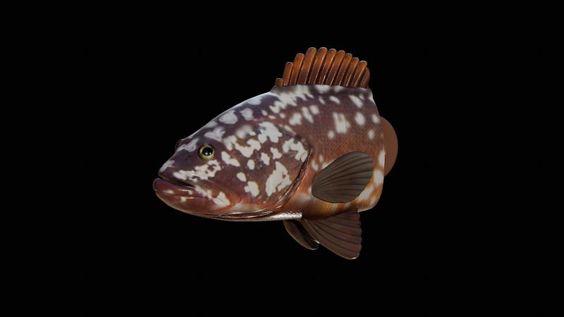 3D fish head dusky grouper / Epinephelus marginatus keychain / pendant