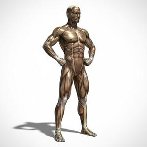 Anatomical Male Musculature Bust — High-Detail 3D STL