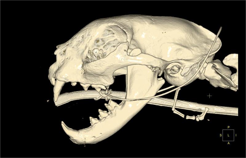 The skull of a domestic cat created on the basis of CT