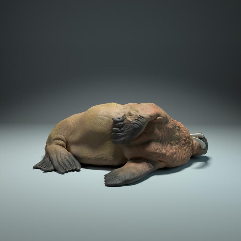 Walrus Sleep