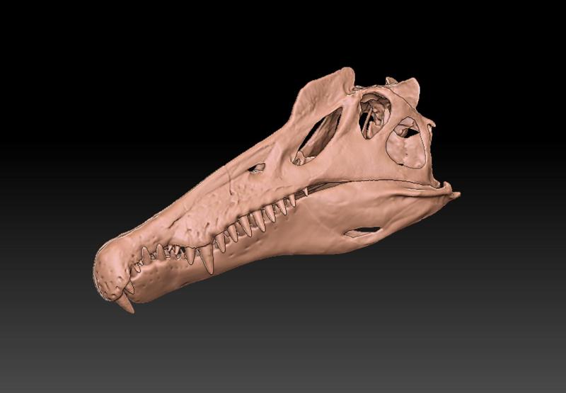 Spinosaurus skull