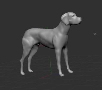English Pointer