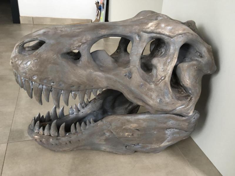 large T- rex skull