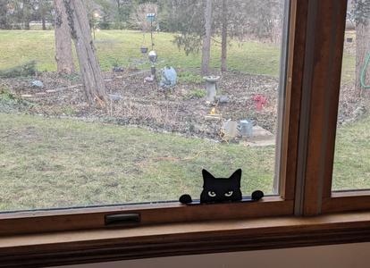 Peering Cat Silhouette - Remix - Three Versions