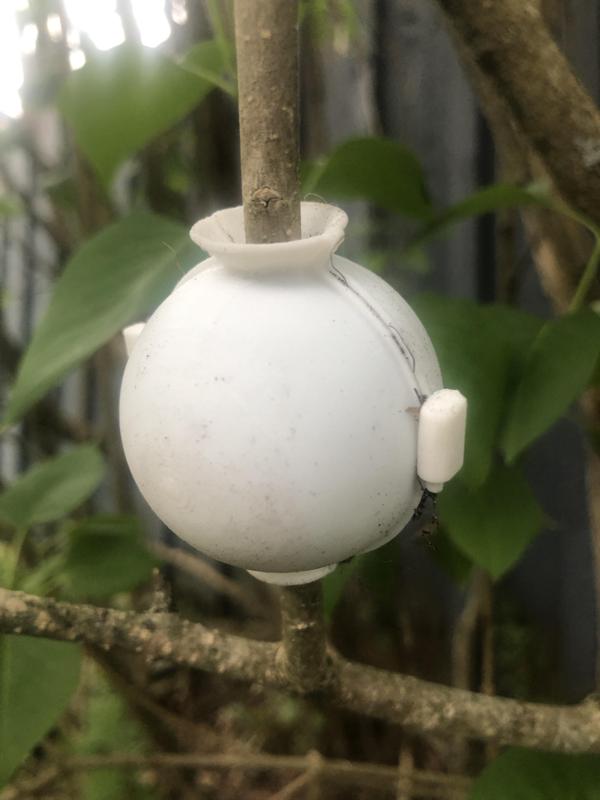 Root Ball for Propagation Plants