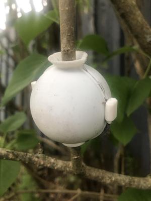 Root Ball for Propagation Plants