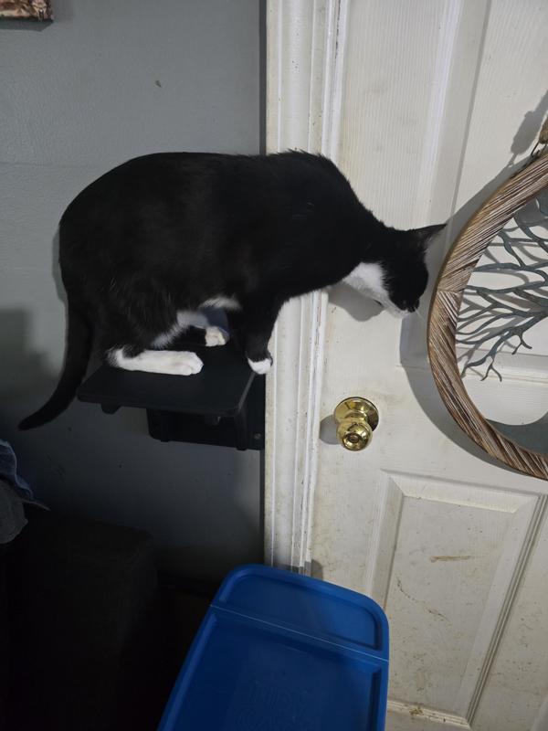 Cat step, or just a shelf